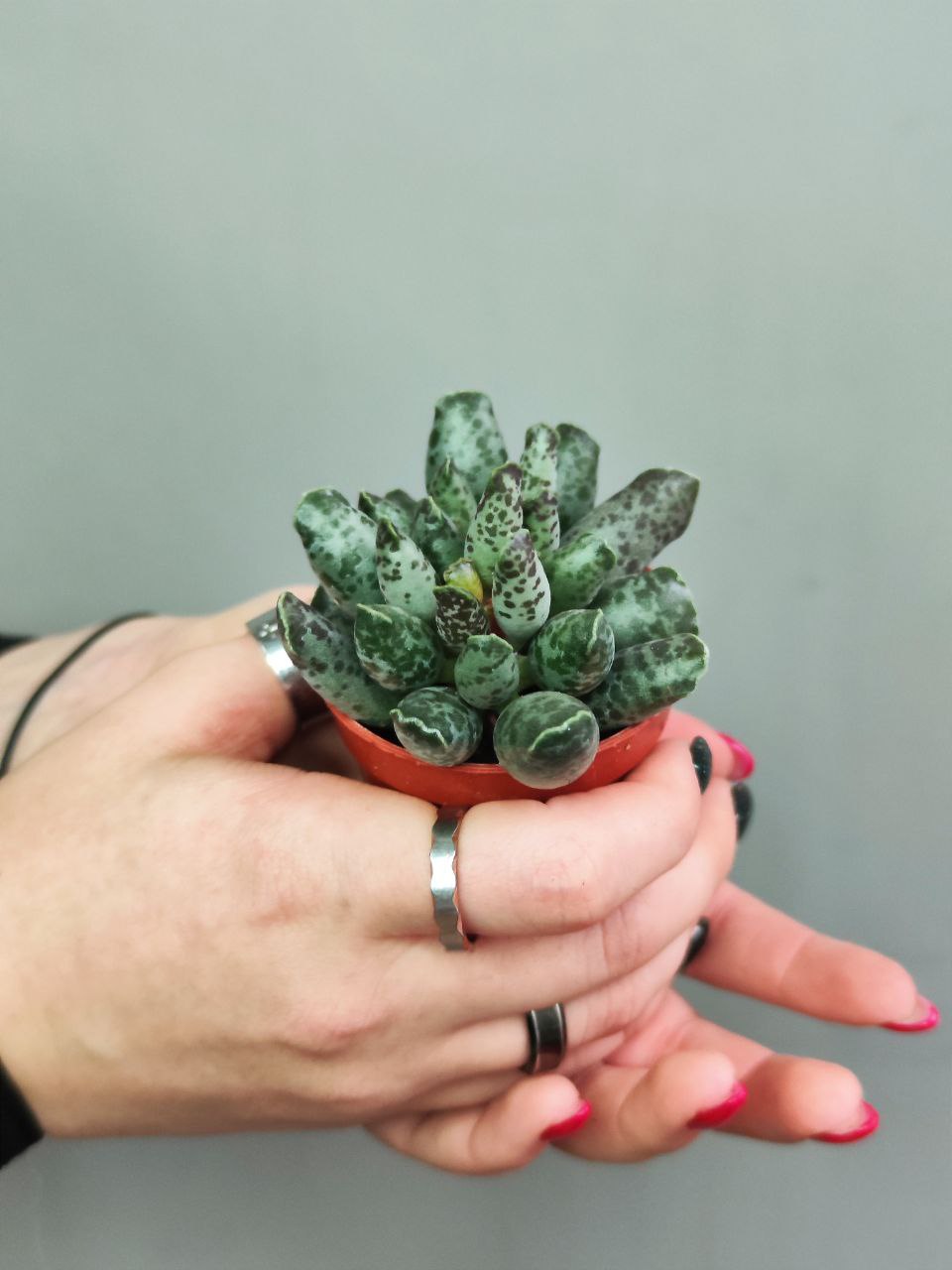 Адромискус Фестивус или Утонченный (Adromischus Festivus) D5см
