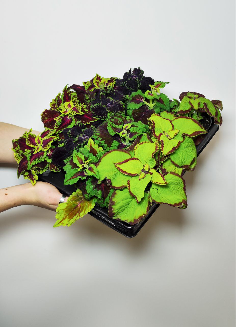 Колеус "Кольца Сатурна" (Coleus Saturn's Rings) D6см