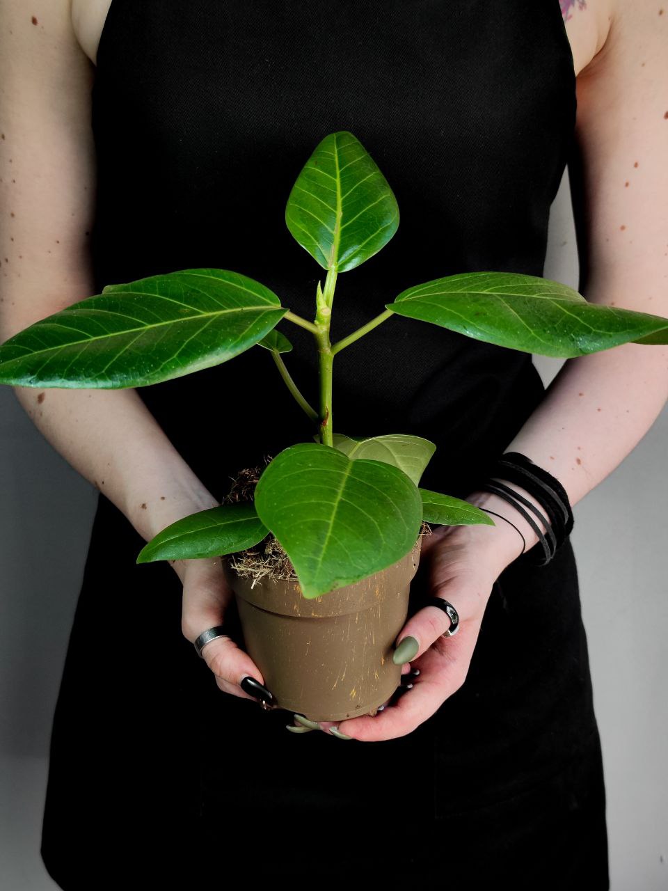 Фикус Альтиссима (Ficus Altissima) D11см