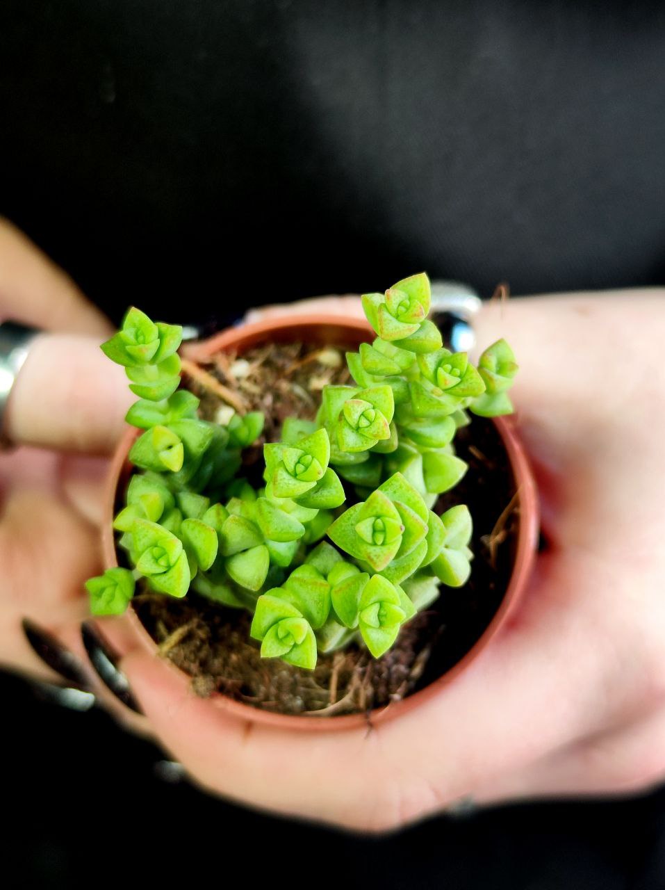Крассула Рупестрис Том Тумб (Crassula Tom Thumb) D5см