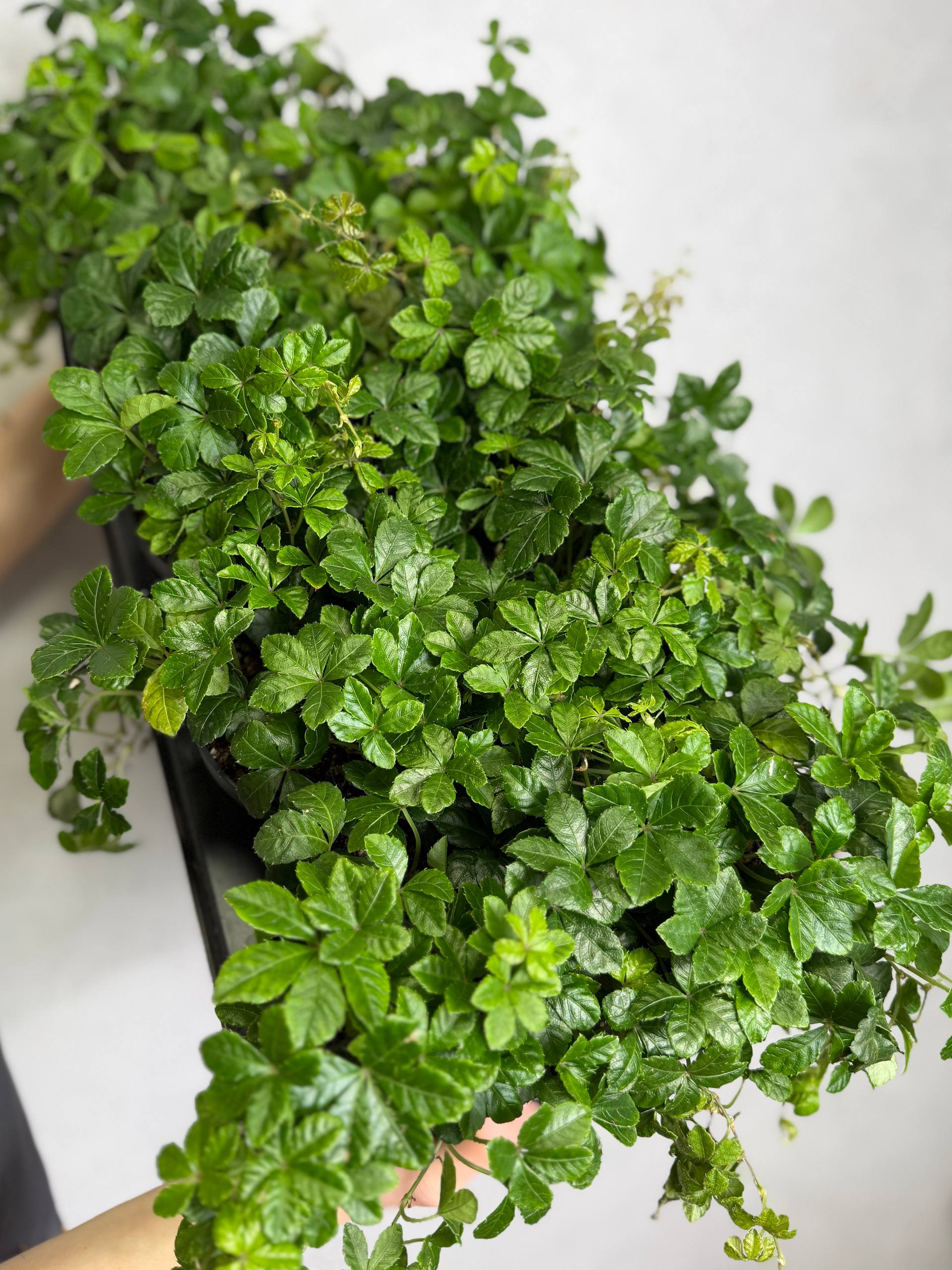 Партеноциссус Стриата (Parthenocissus Striata) D12см
