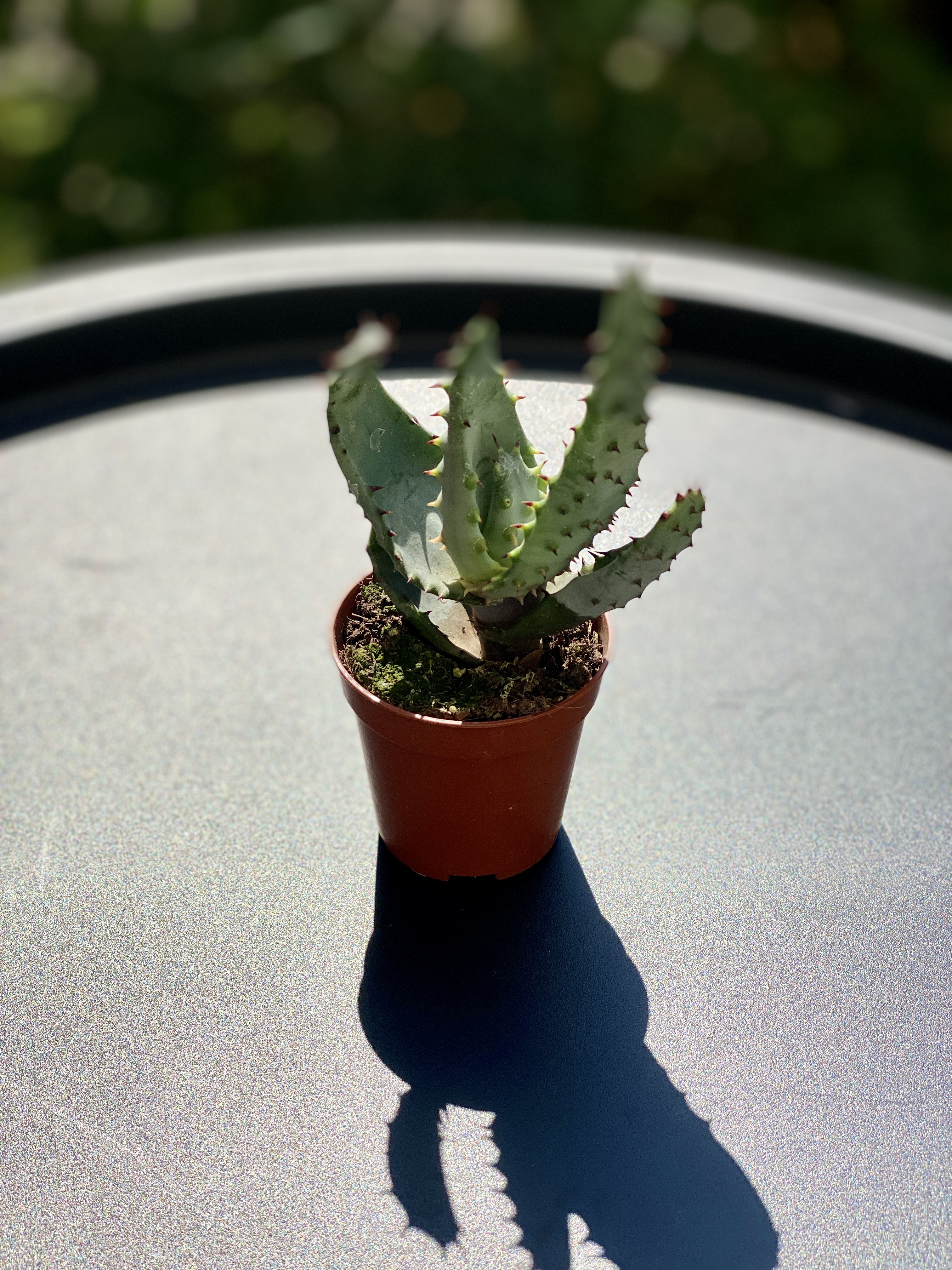 Алоэ коротколистное, или Алоэ Бревиофолия (Aloe Brevifolia) D5см