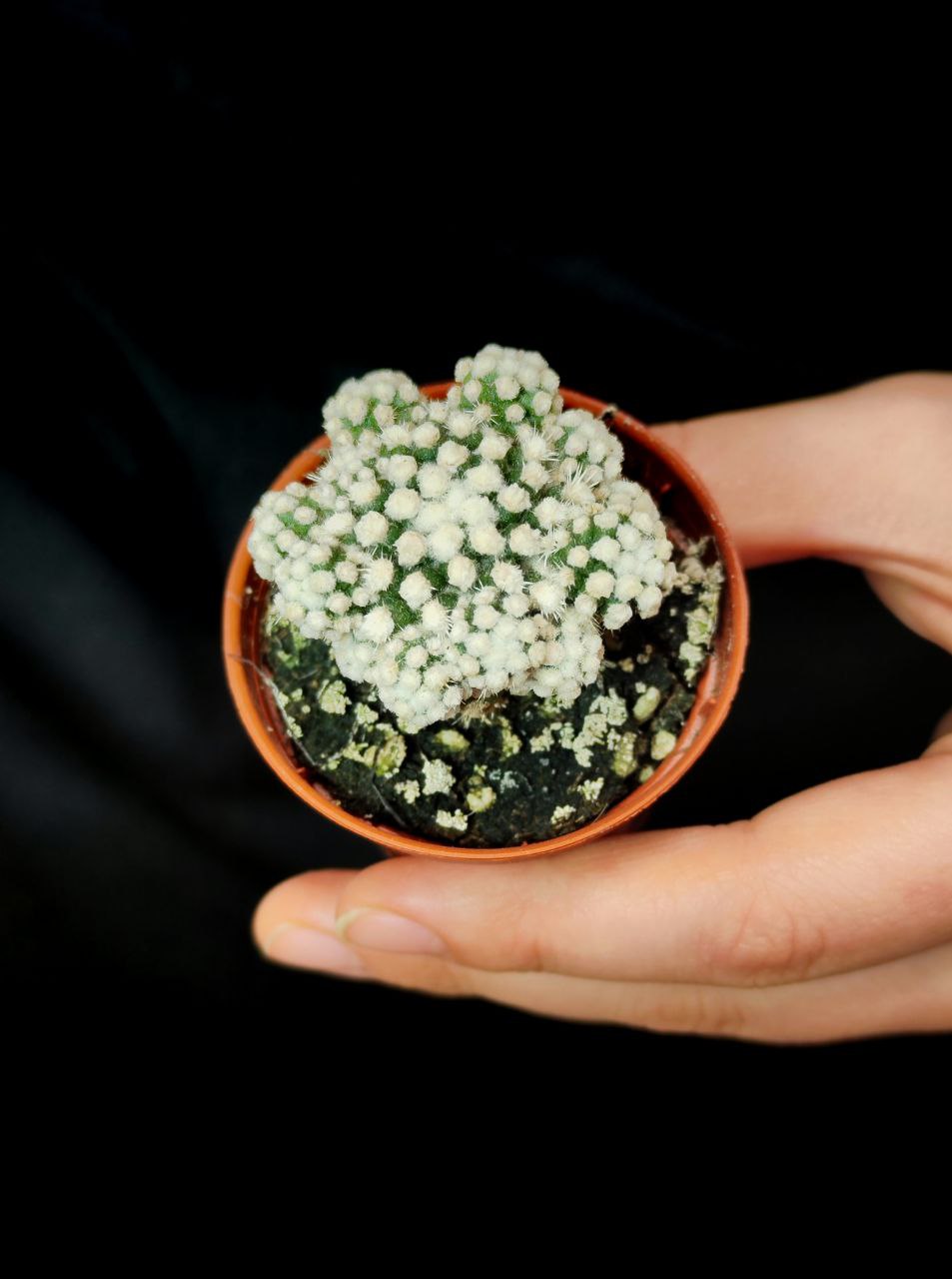 Маммиллярия Грацилис (Mammillaria Gracilis) D5см