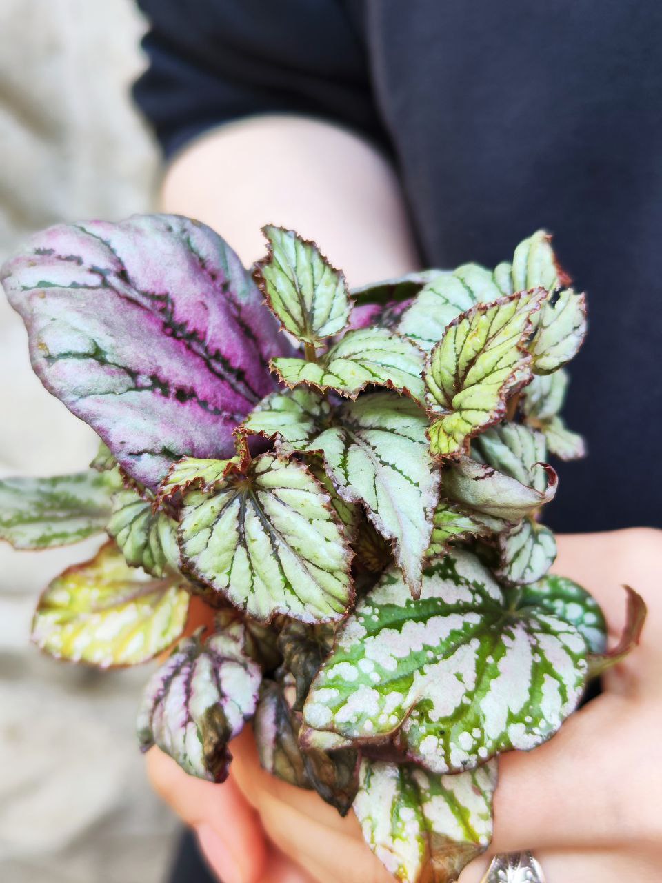 Бегония Рекс Мэджик Колор Хью Маклахлан (Begonia Rex Hugh Mclauchlan) D6см