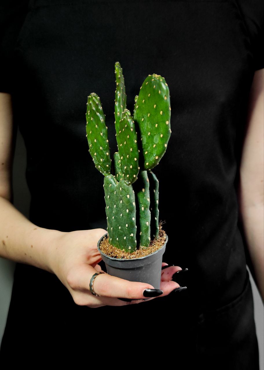 Опунция Рубесценс (Opuntia Rubescens) D6см
