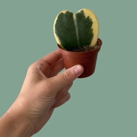 Хойя Керри Вариегатная (Hoya Kerrii Variegated) D6см