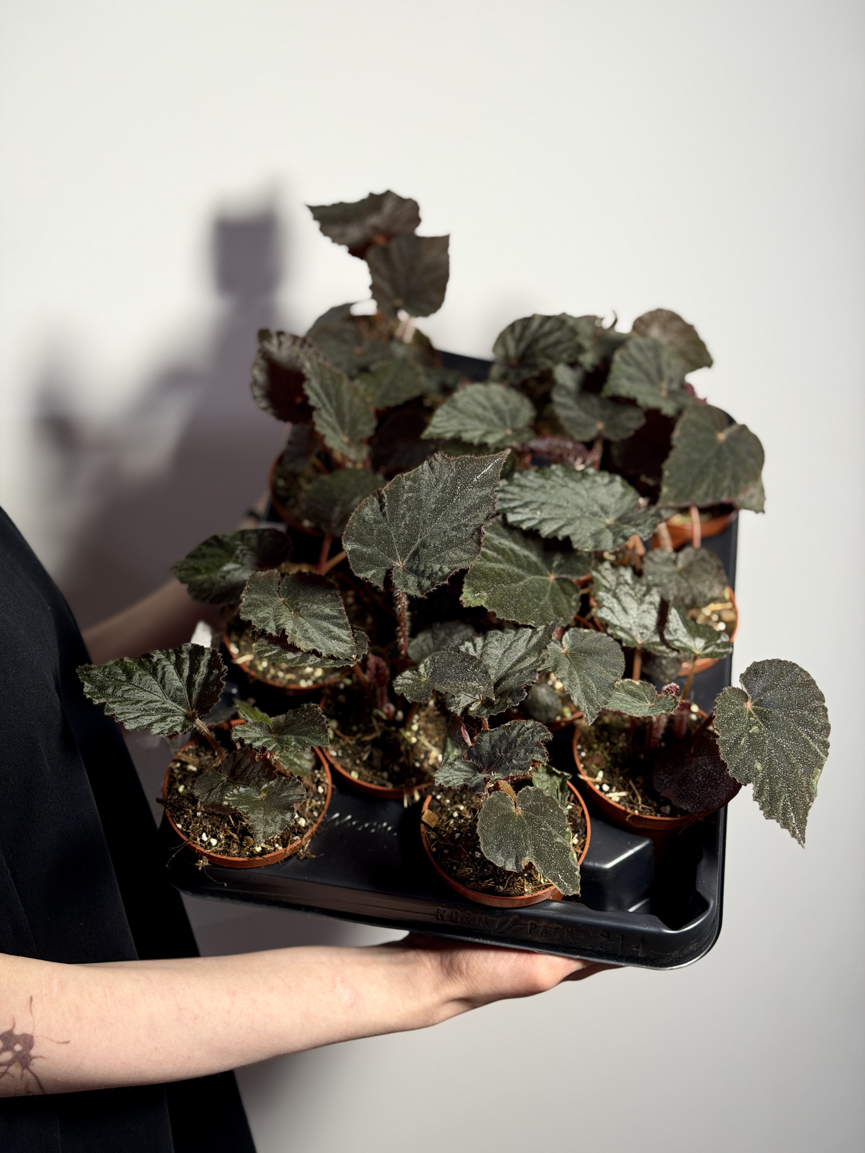 Бегония Таконит (Begonia Taconite) D8см