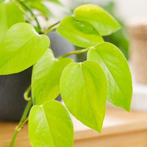 Эпипремнум Голден Потос, Сциндапсус (Epipremnum Golden Pothos) D6см