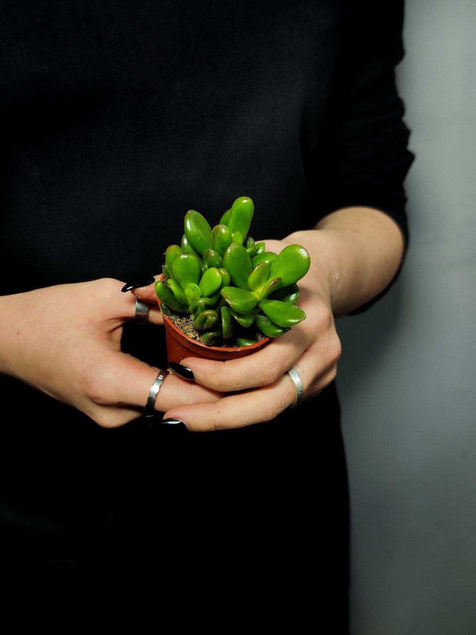 Крассула Конволюта (Crassula Convoluta) D5см