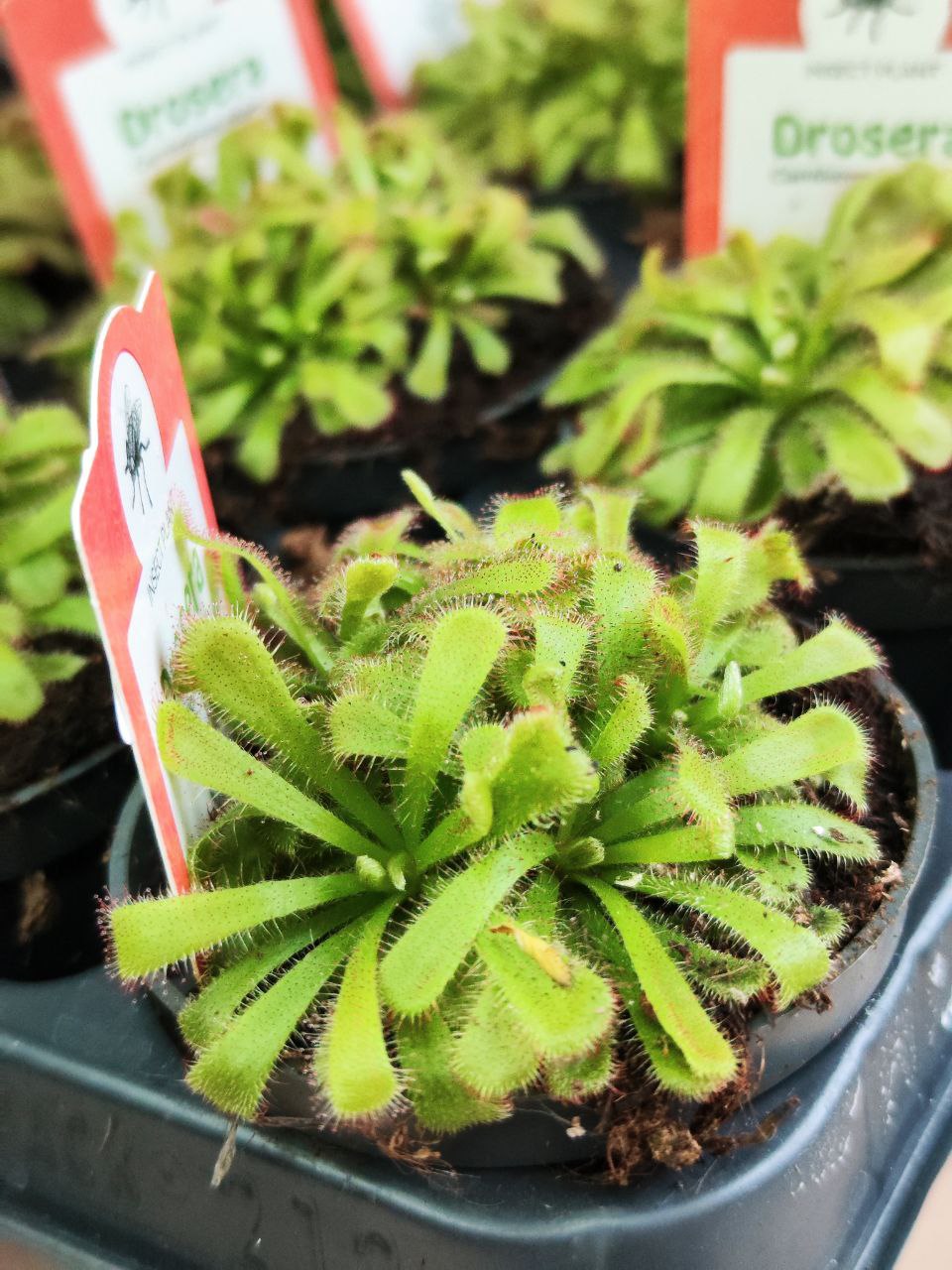 Росянка Алисия (Drosera Aliciae) D9см