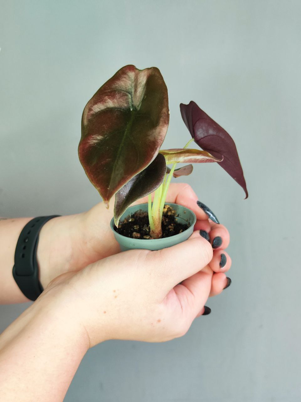 Алоказия Купера Ред Секрет, Купрея (Alocasia Cupera Red Secret) D6см