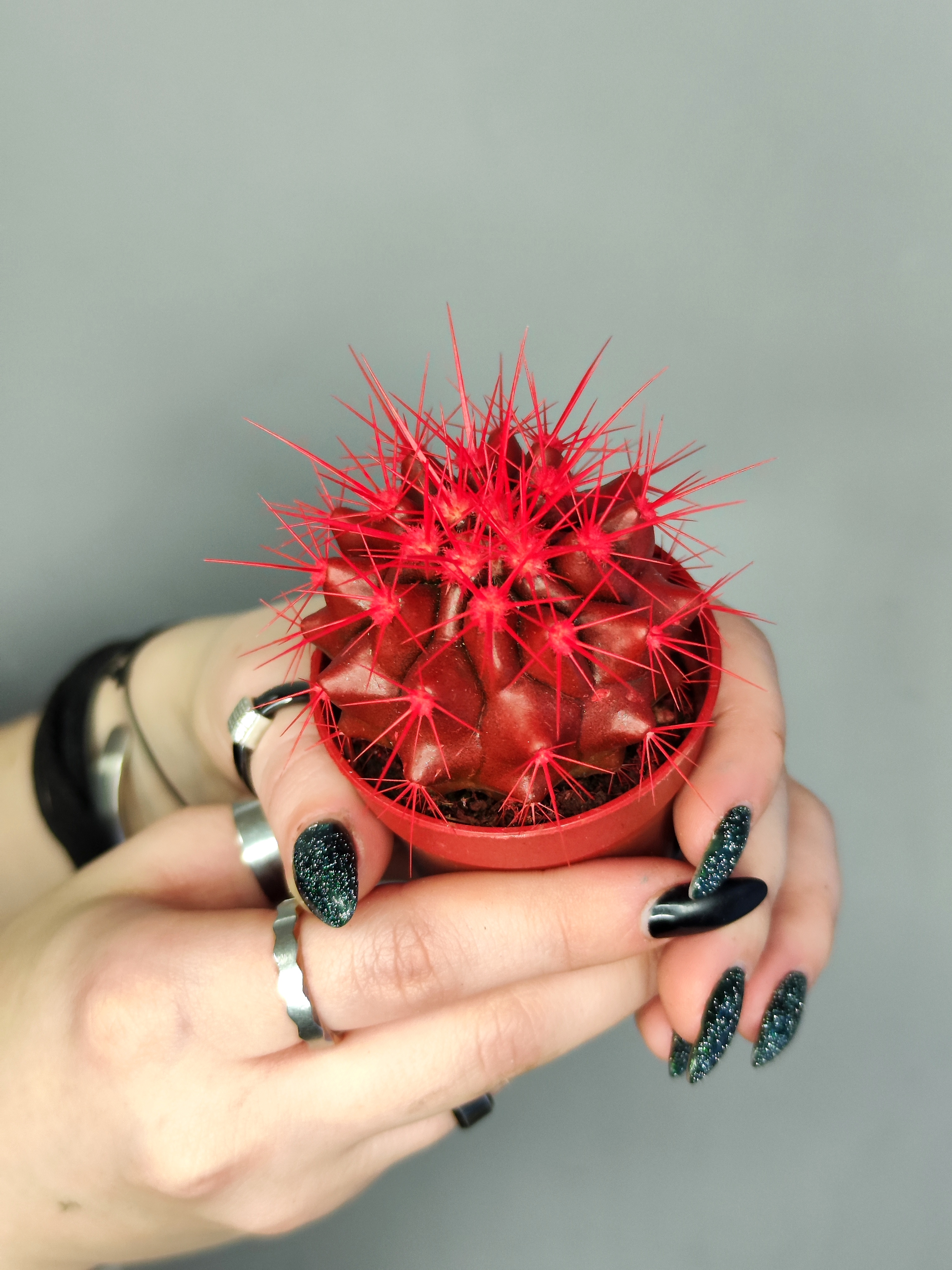 Кактус Цветной Красный (Echinocactus Rainbow Red) D5см