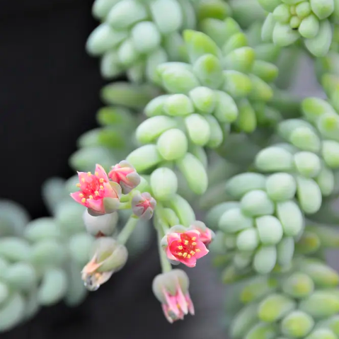 Седум Буррито (Sedum Burrito) D5см