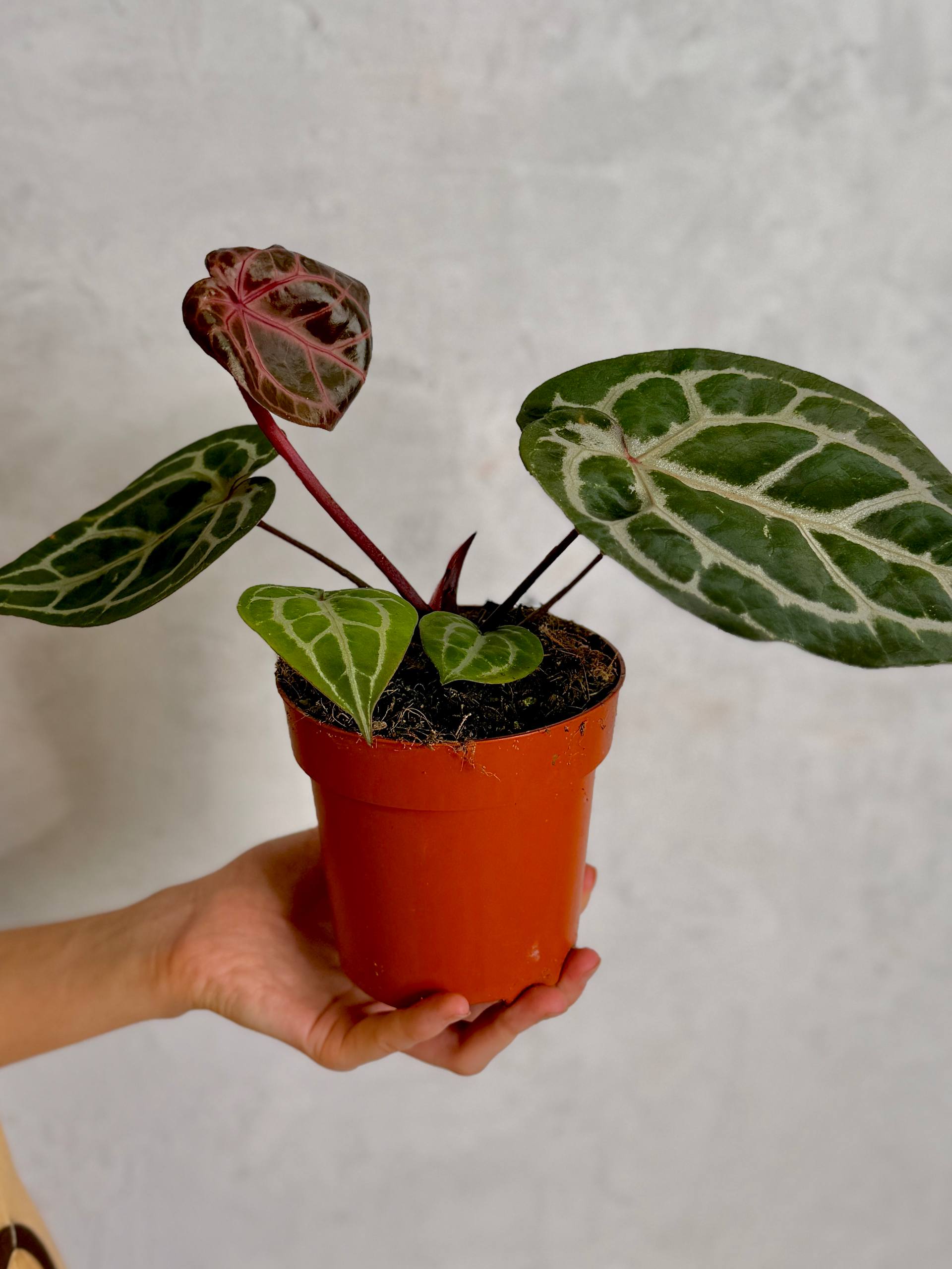 Антуриум Кристаллинум Ред (Anthurium Crystallinum Red) D12см