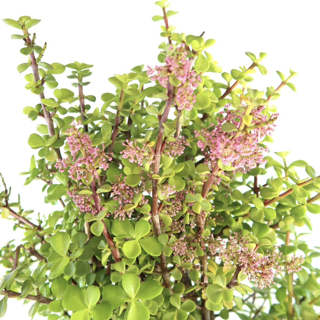 Портулакария Афра, Цветущее Дерево (Portulacaria Afra) D10см