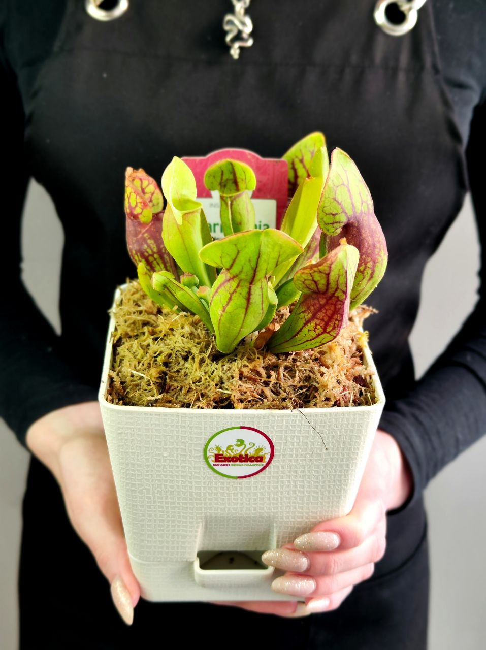Саррацения Дракула (Sarracenia Dracula) пересаженная D12см