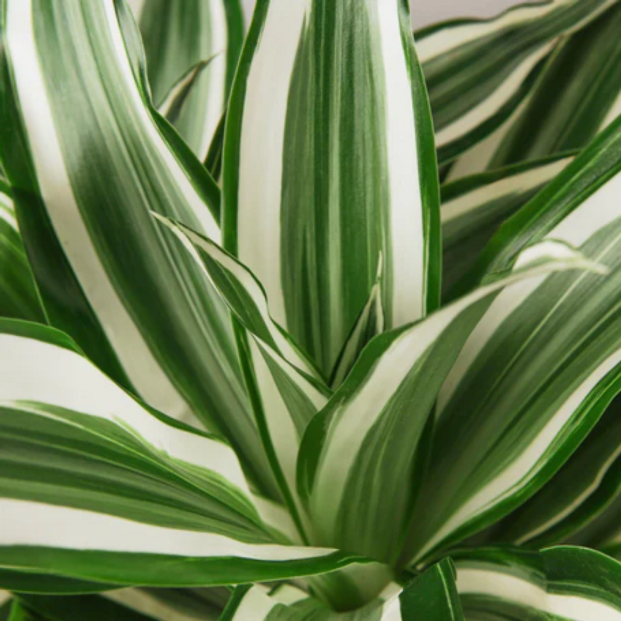 Драцена Вайт Джевел (Dracaena Dragontree White Jewel) D12см