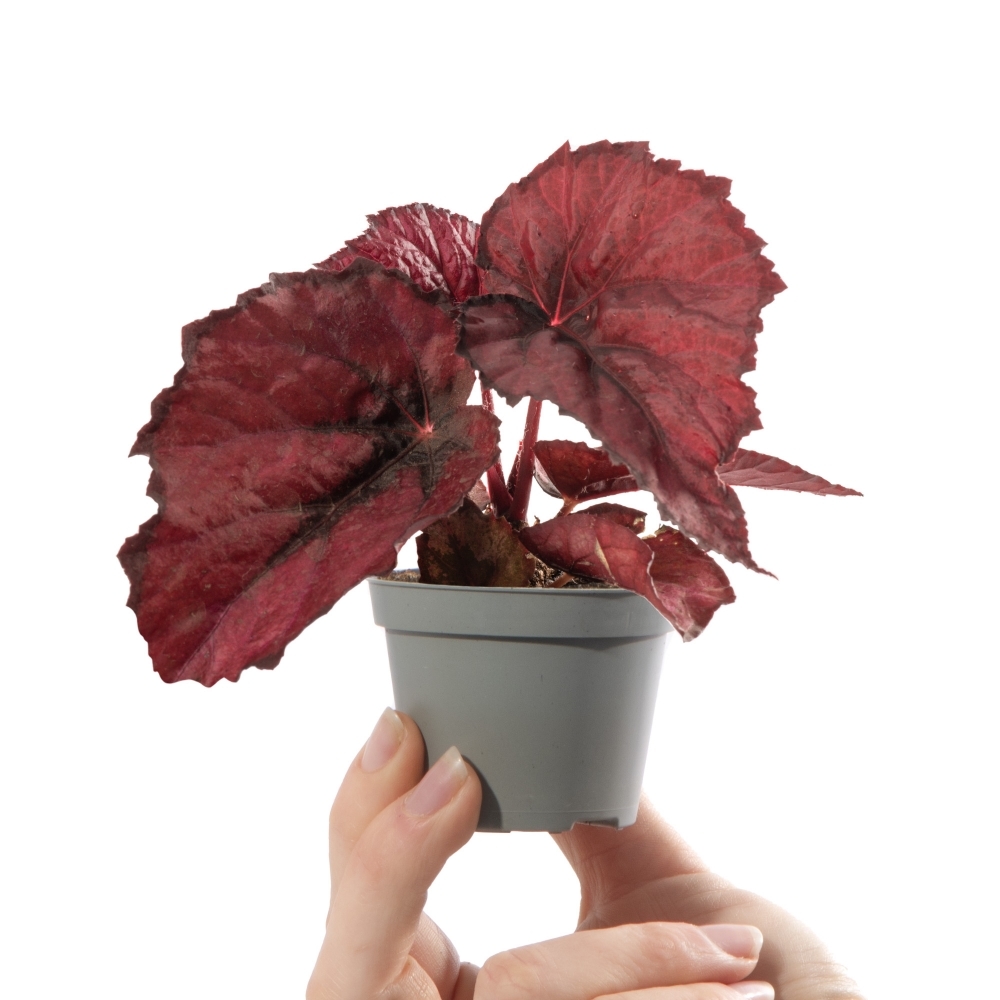 Бегония Красное Сердце (Begonia Rex Red Heart) D6см