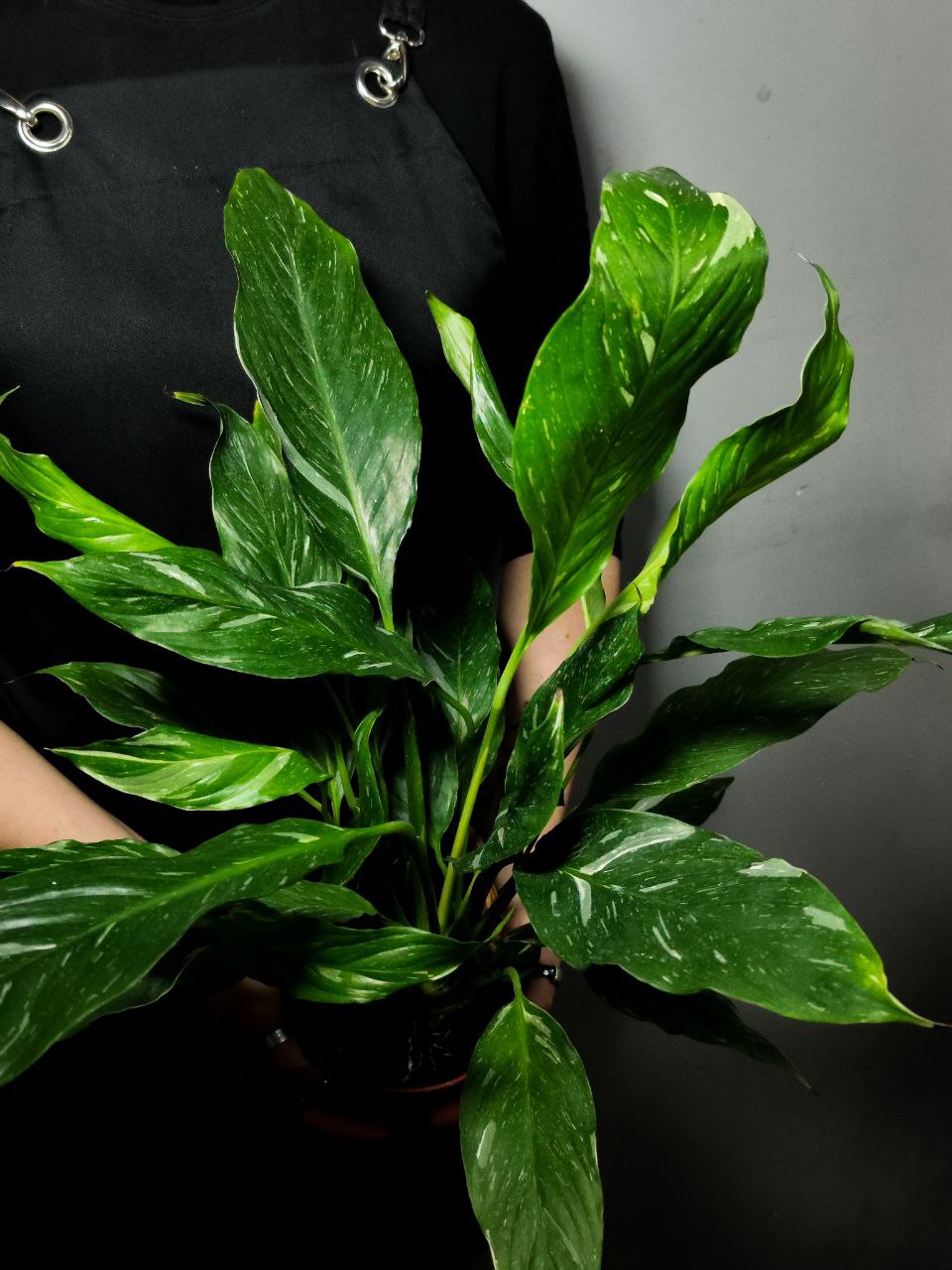 Спатифиллум Домино (Spathiphyllum Domino) D12см