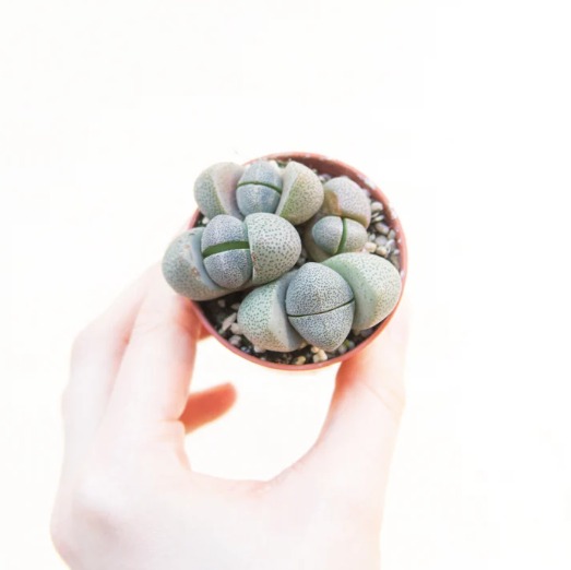 Плейоспилос Нелли Грин (Pleiospilos Nelii Green) D5см