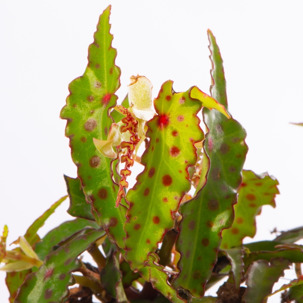 Бегония Амфиоксус (Begonia Amphioxus) D6см