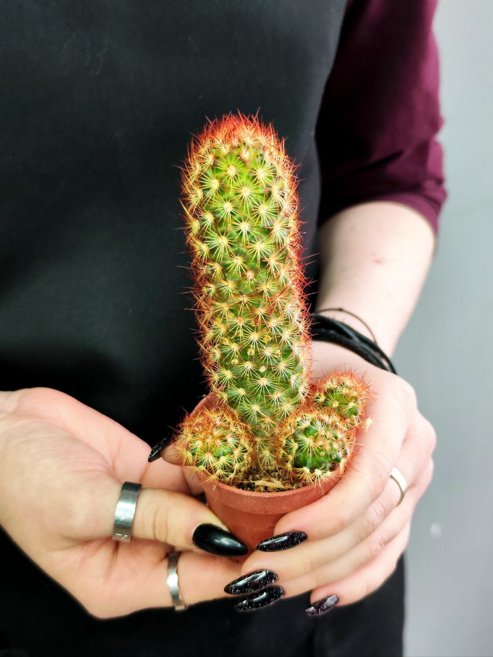 Кактус Маммиллярия Элоганта, или Удлиненная (Cactus Elongata) D5см