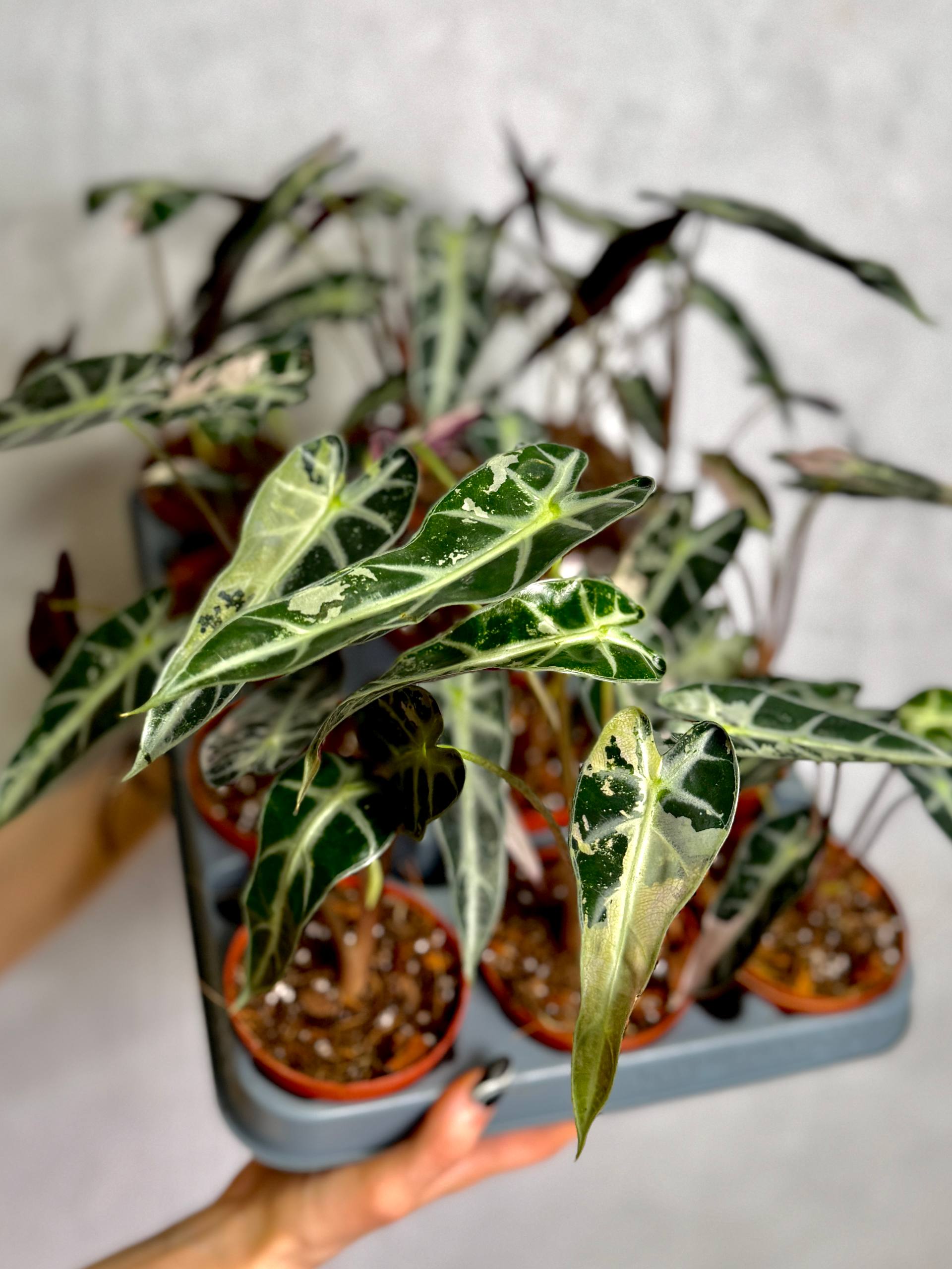 Алоказия Бамбино Пинк Вариегатная (Alocasia Bambino Pink Variegata) D10см