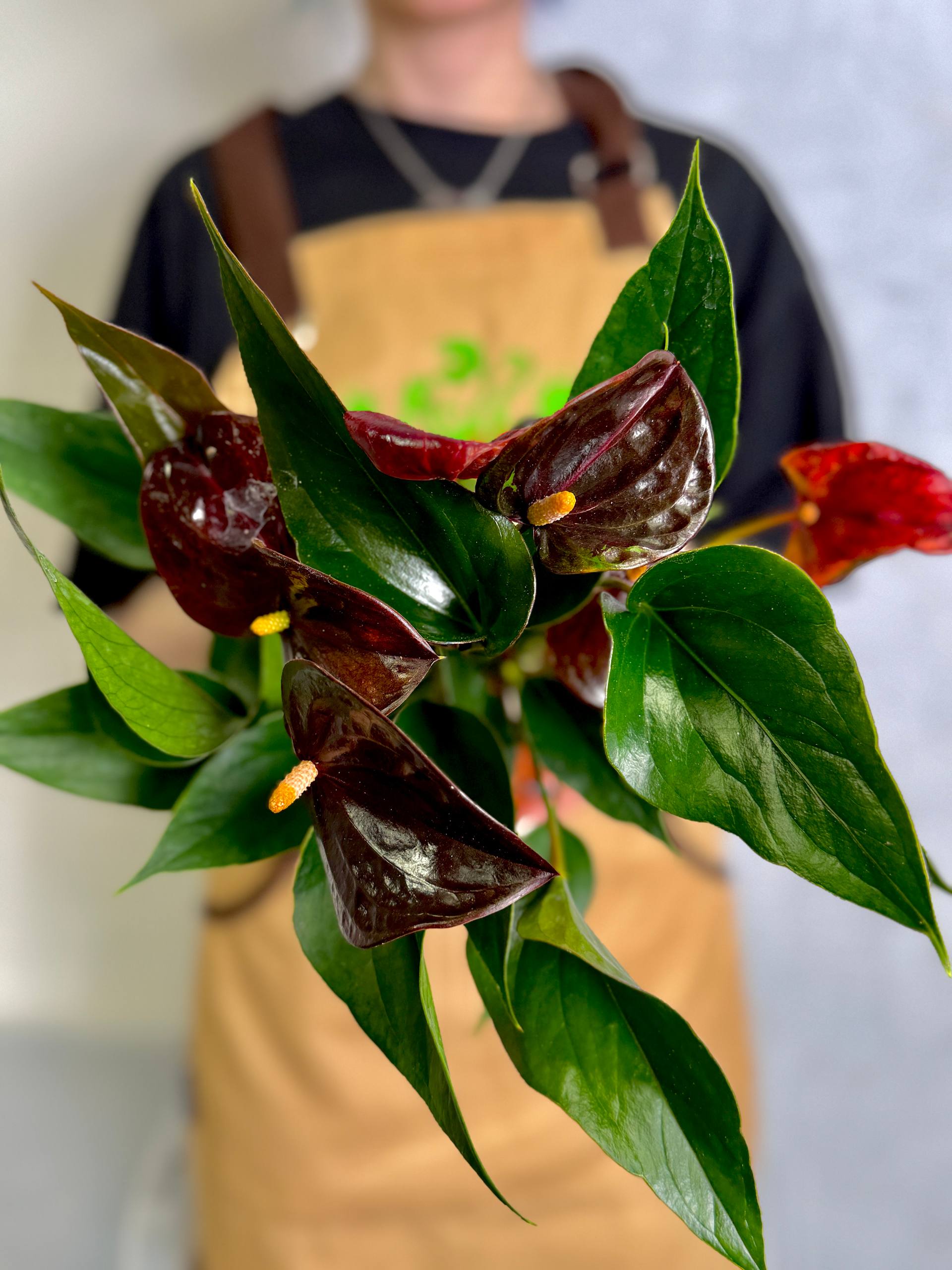 Антуриум Челси Шоколад (Anthurium Andreanum Chelsey Chocolate) D12см