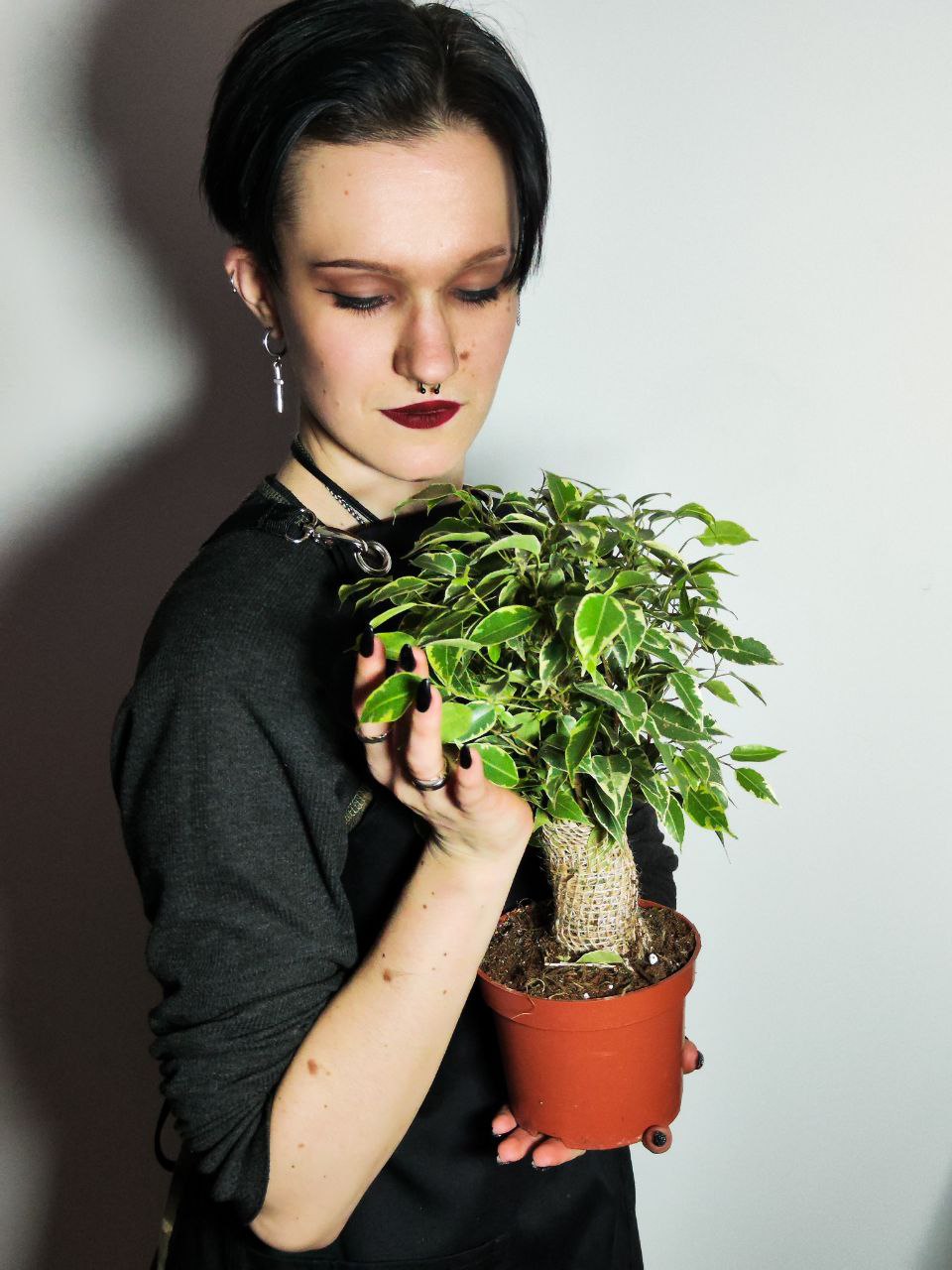 Фикус Бенджамина Кинки (Ficus Benjamina Kinky) D12см
