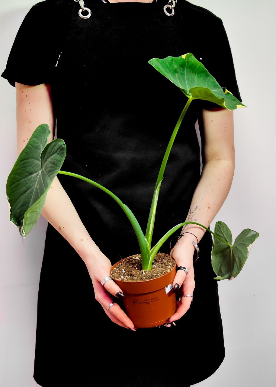 Алоказия Микки Маус (Alocasia Xanthosoma Mickey Mous) D12см