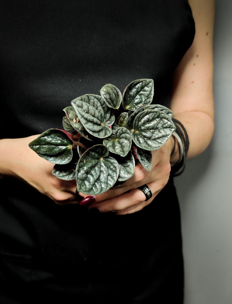 Пеперомия Каперата Каракас (Peperomia Caracas) D5см
