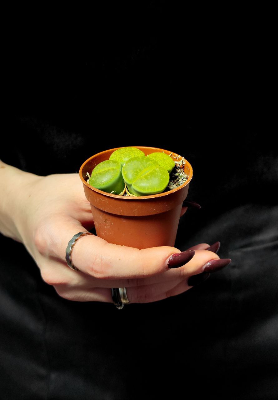 Литопсы Грин (Lithops Green Group) D5см