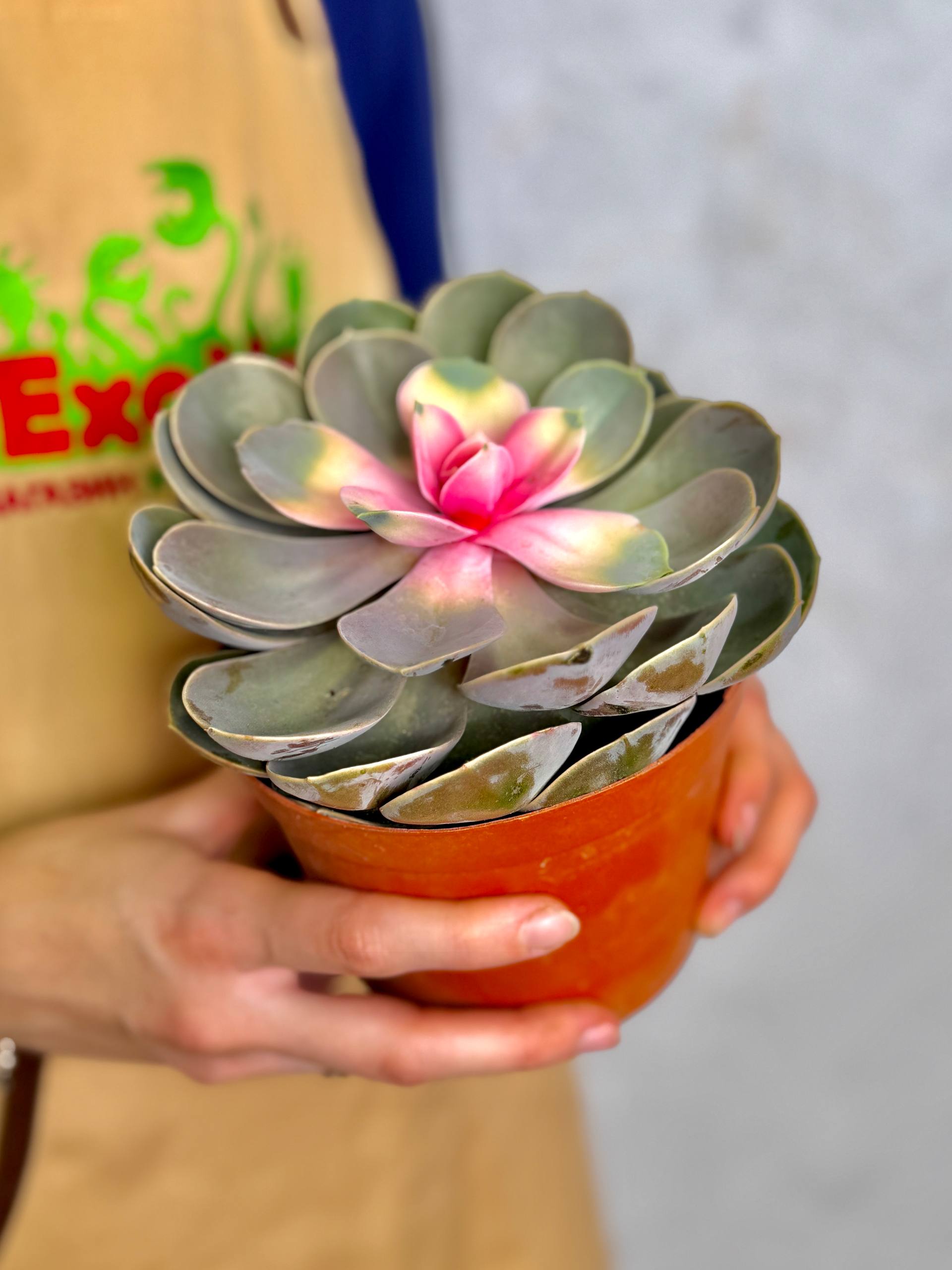 Эхеверия Ред Харт Лотус (Echeveria Red Heart Lotus) D13см