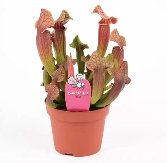 Саррацения Тесс (Sarracenia Tess) D9см
