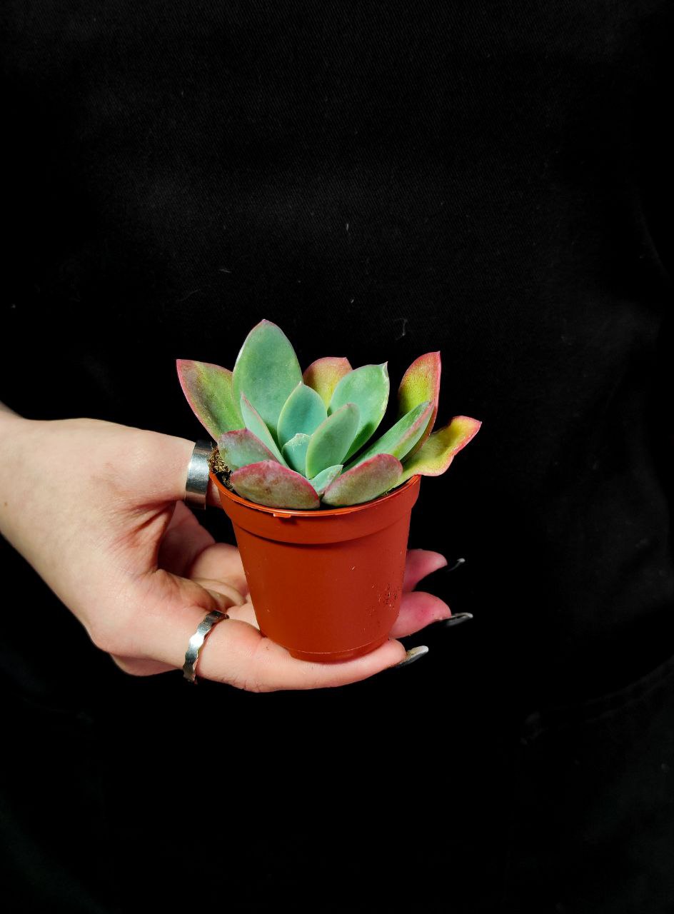 Эхеверия Луэлла (Echeveria Luella) D5см
