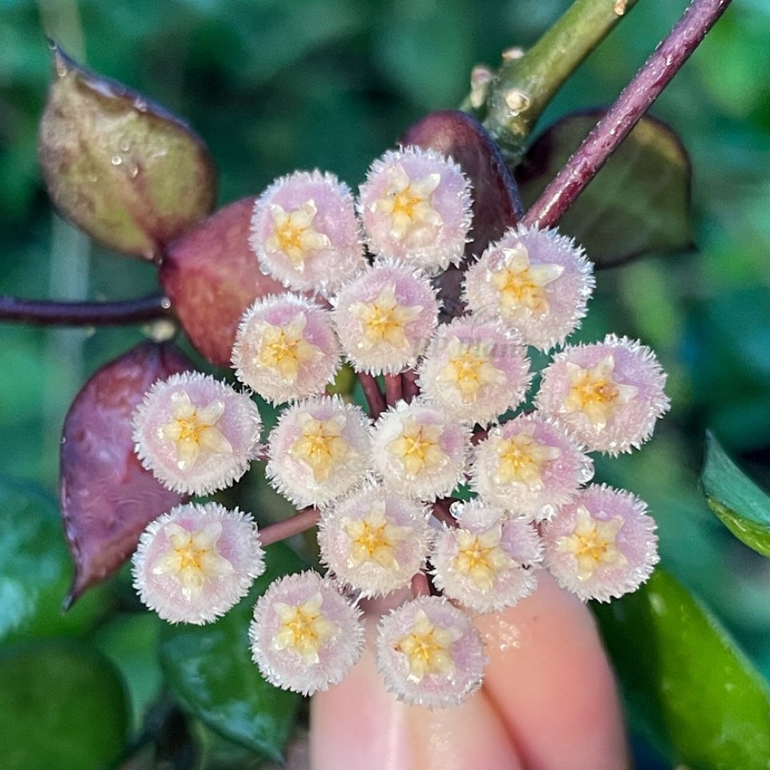 Хойя Крониана Блэк Ливс (Hoya Krohniana Black Leaves) D6см