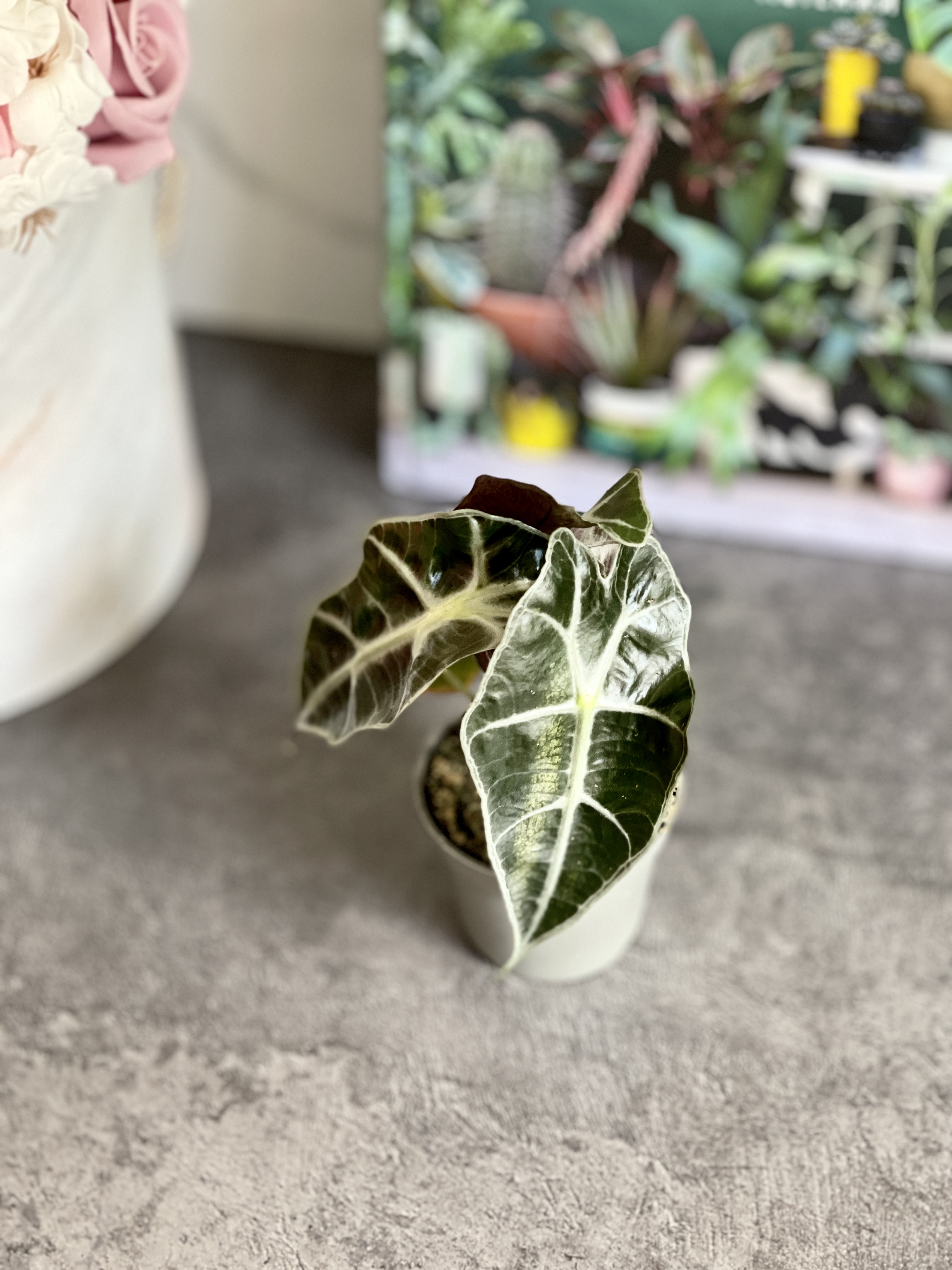 Алоказия Курли Бамбино (Alocasia Curly Bambino) D6см