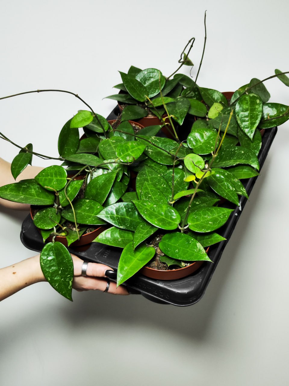 Хойя Паразитика Блэк Маржин (Hoya Parasitica Black Margin) D10см