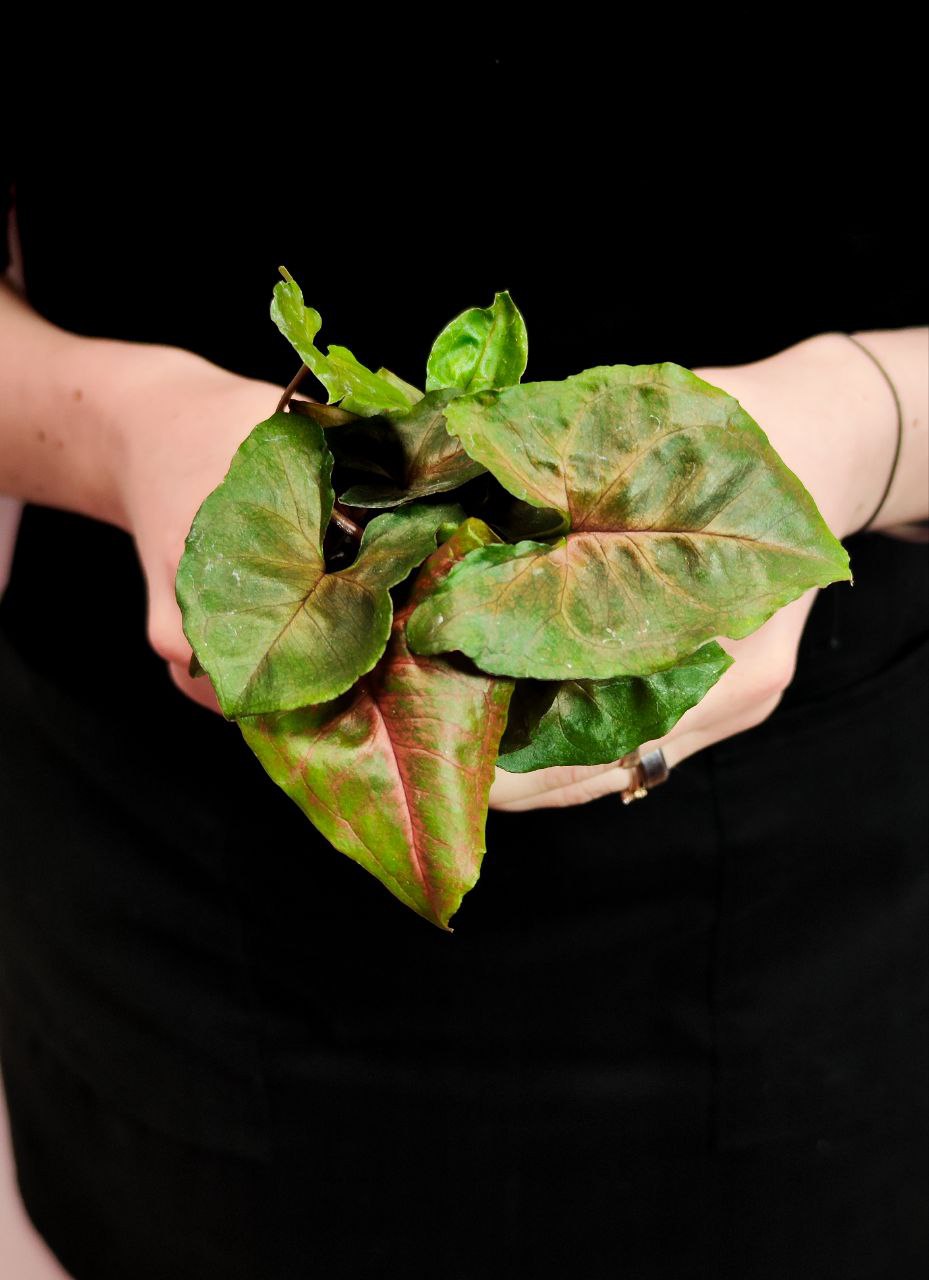 Сингониум Мария (Syngonium Maria) D6см