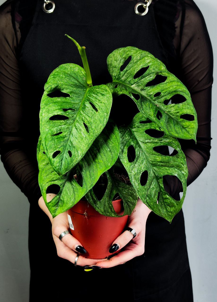 Монстера Адансона Вариегатная Минт (Monstera Adansonii Mint Variegated) D12см