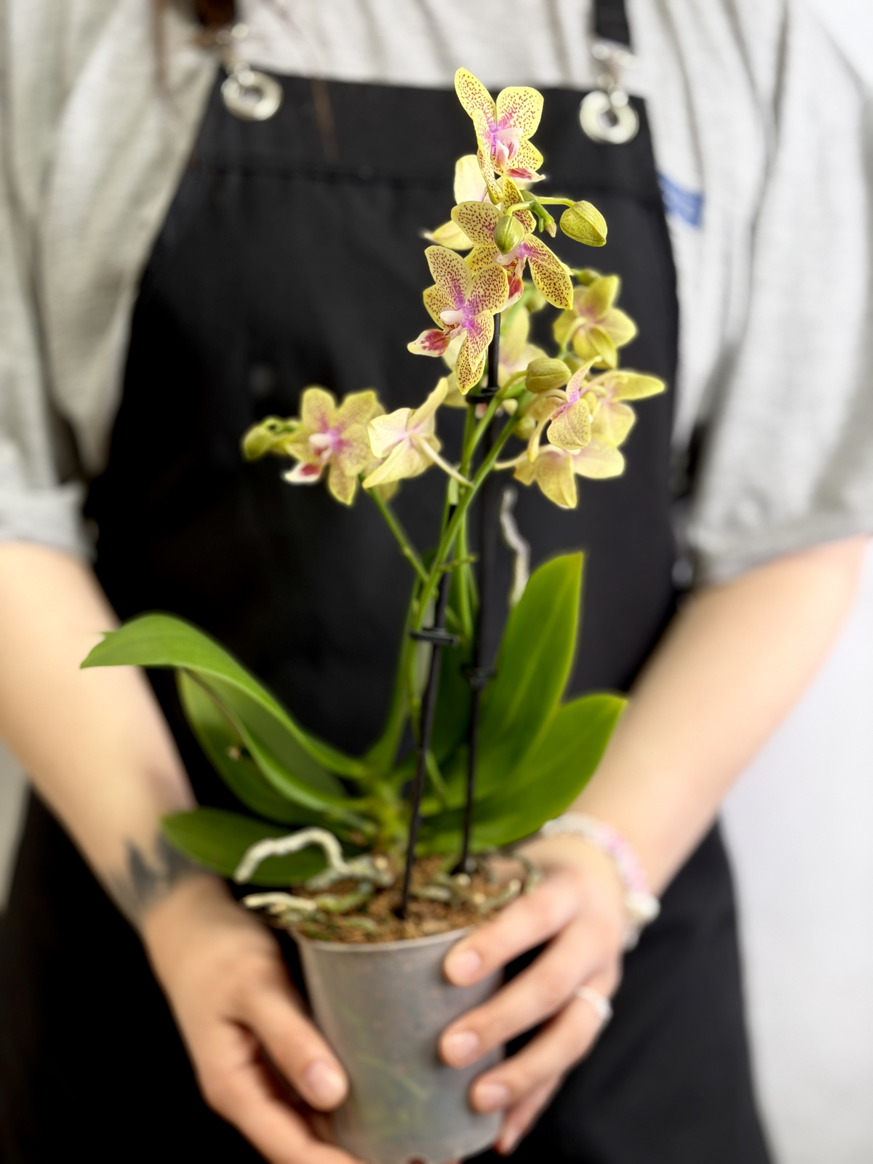 Фаленопсис Кусто Пелорик (Phalaenopsis Cousteau 'Peloric') D9см