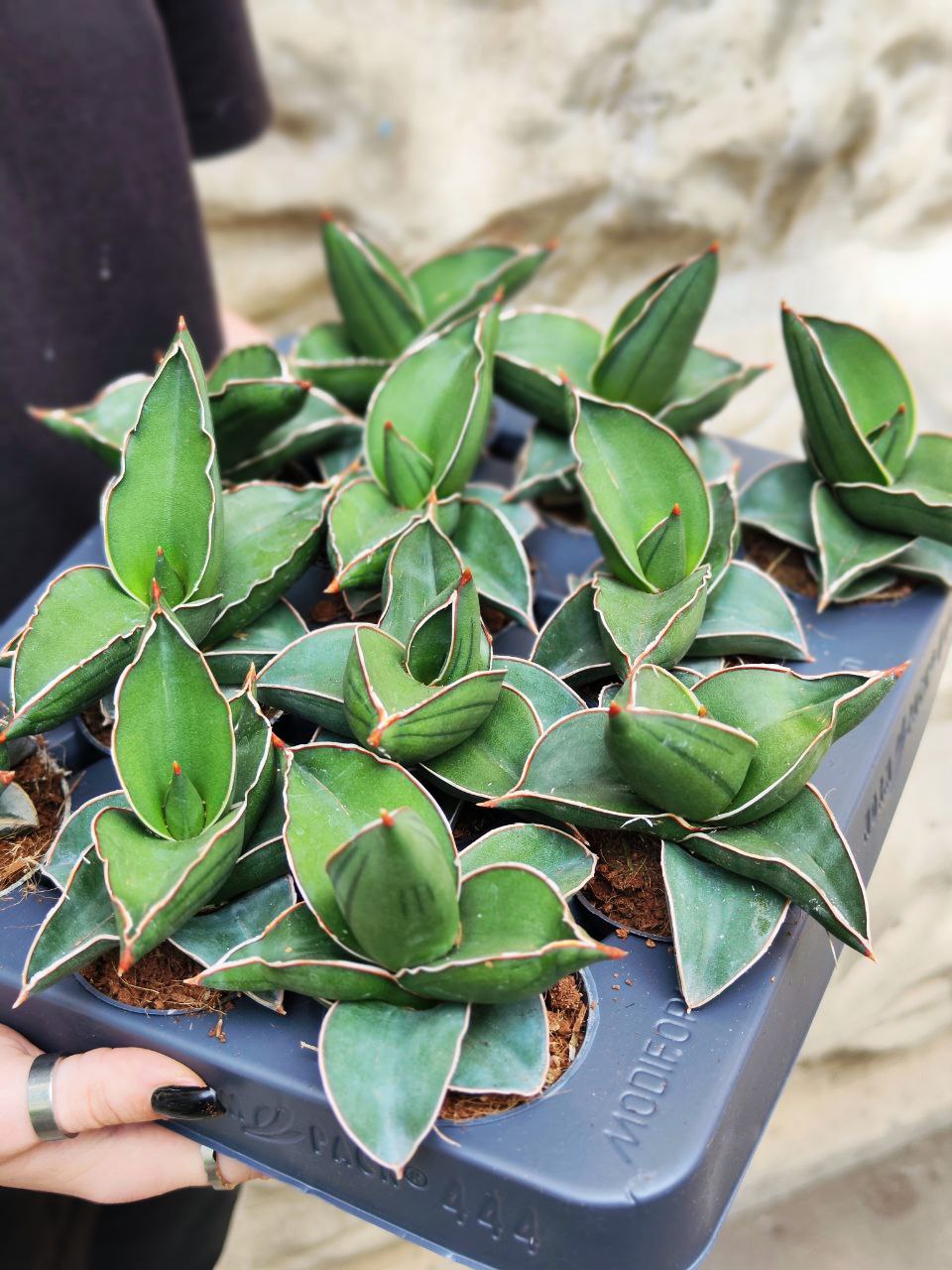 Сансевиерия Эренберга Самурай (Sansevieria Ehrenbergii Samurai) D6см