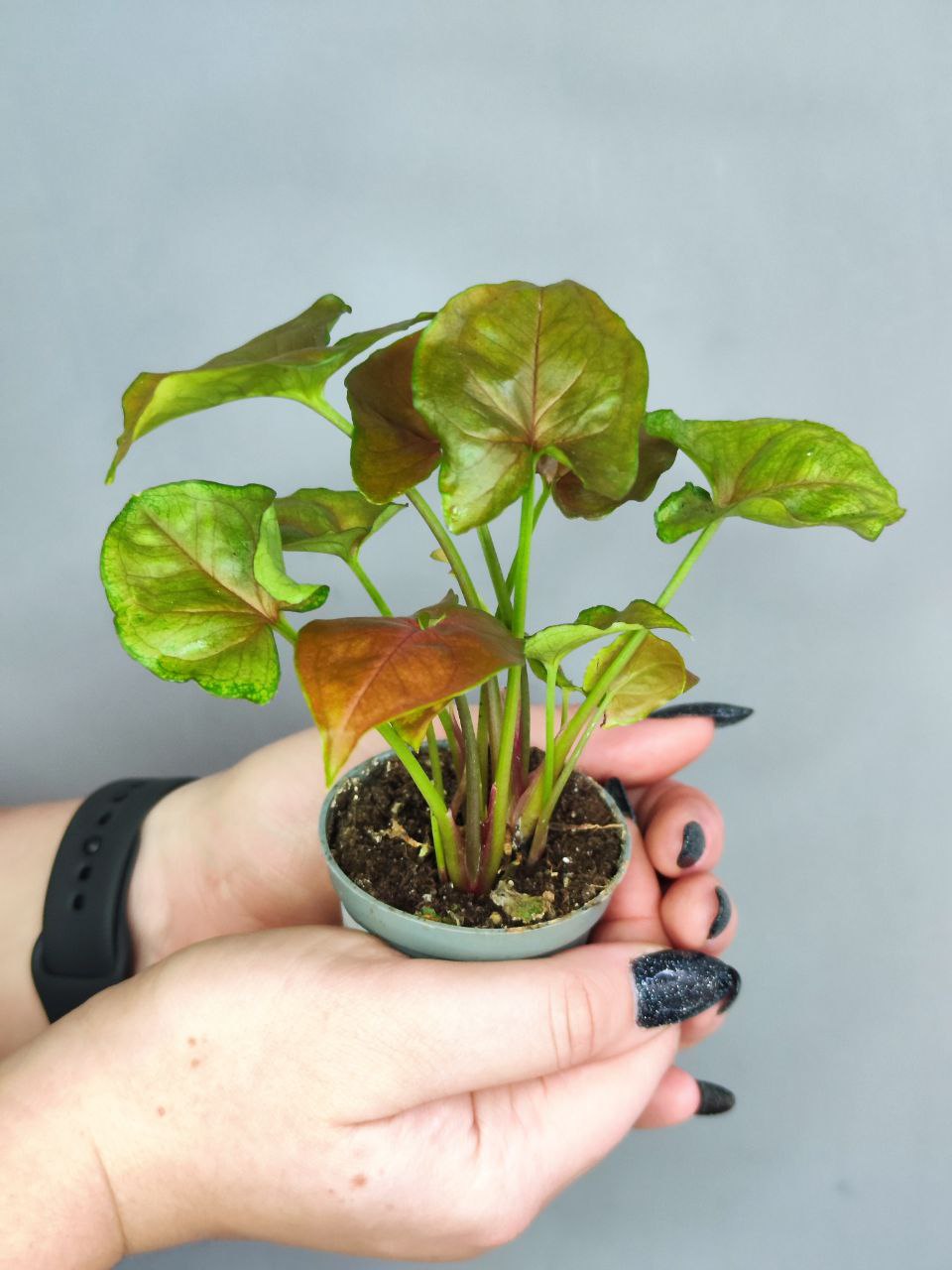 Сингониум Плам Элюжен (Syngonium Plum Allusion) D6см