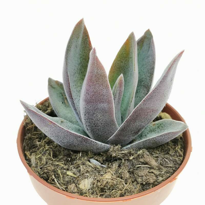 Крассула Гарнет Лотус (Crassula Garnet Lotus) D8,5см