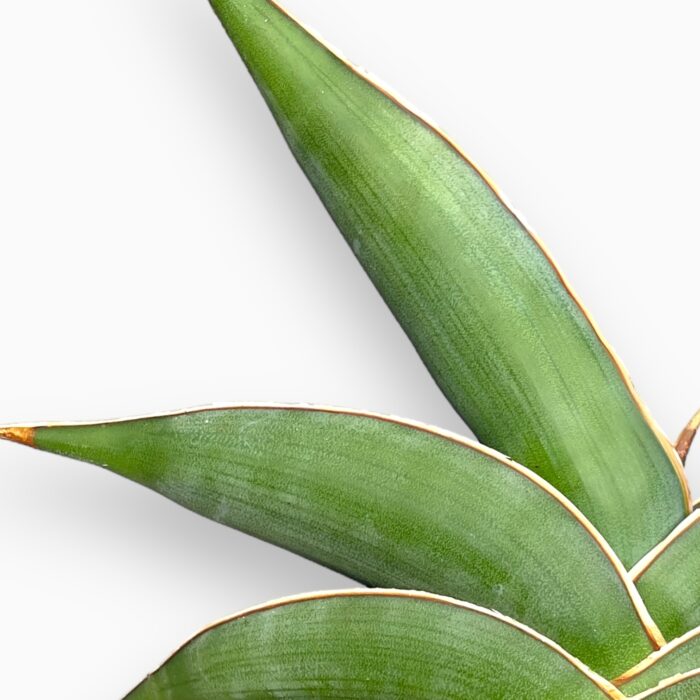 Сансевиерия Альмонд Сильвер (Sansevieria Almond Silver) D12см