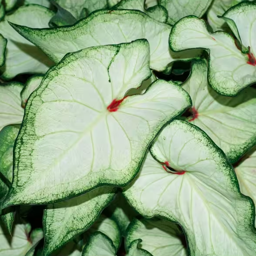 Каладиум Вайт (Caladium White) D12см
