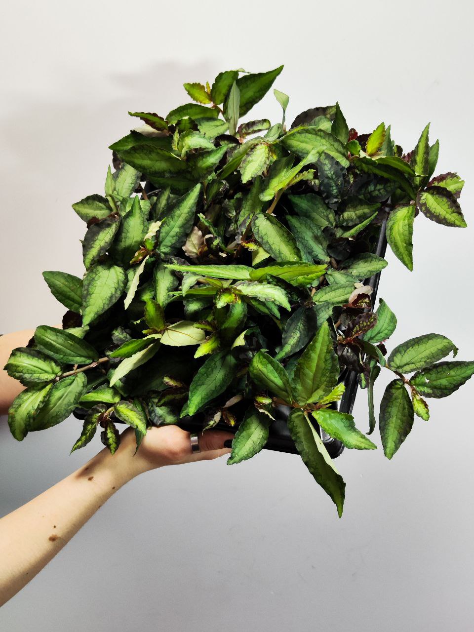 Пеллиония Пульхра, или Пеллиония Прекрасная (Pellionia Pulcara) D6см