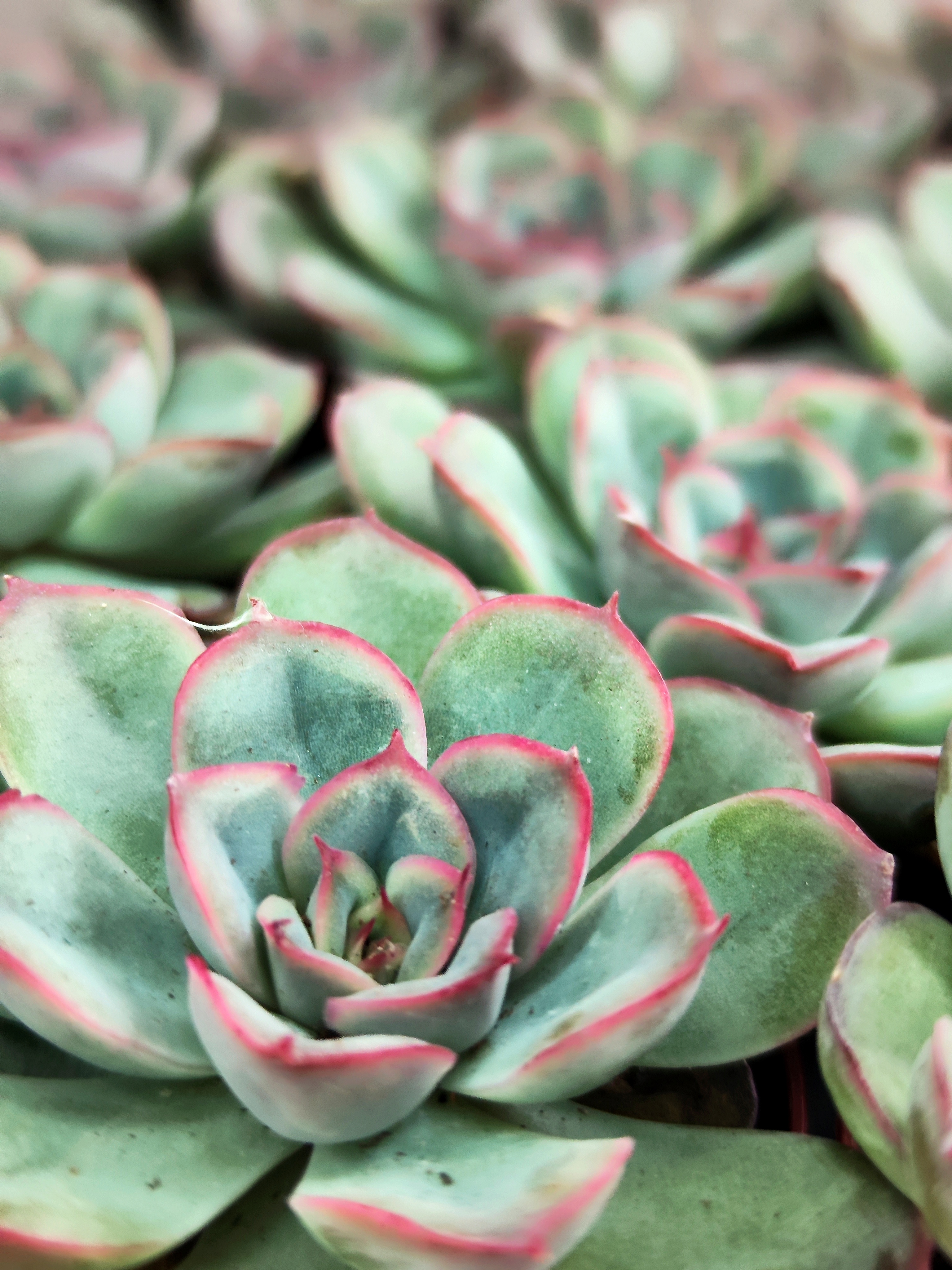 Эхеверия Мистери (Echeveria Mystery) D5см