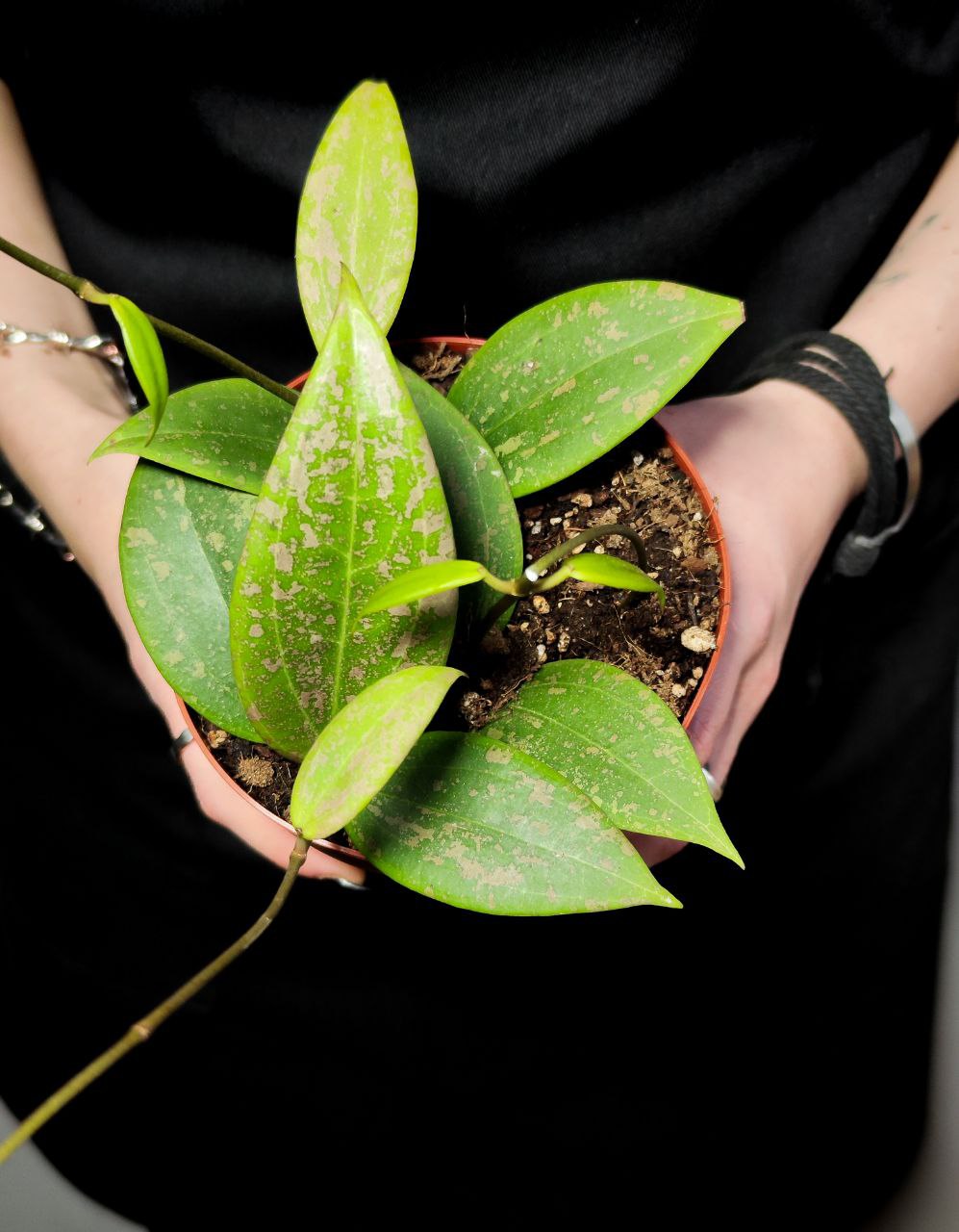Хойя Виберджи (Hoya Wibergiae) D12см