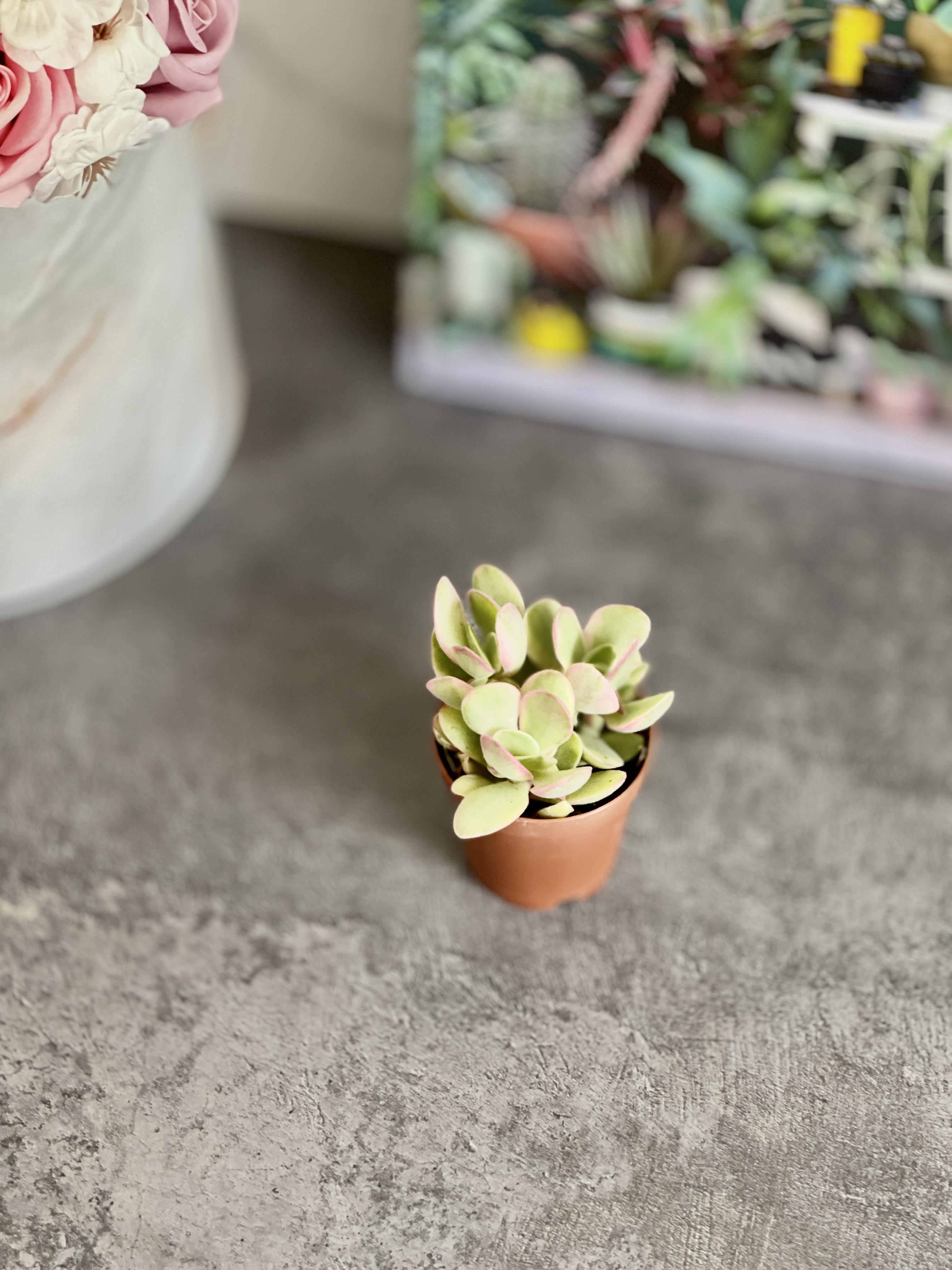 Крассула Мани Мейкер Вариегатная (Crassula Moneymaker Varigated) D5см